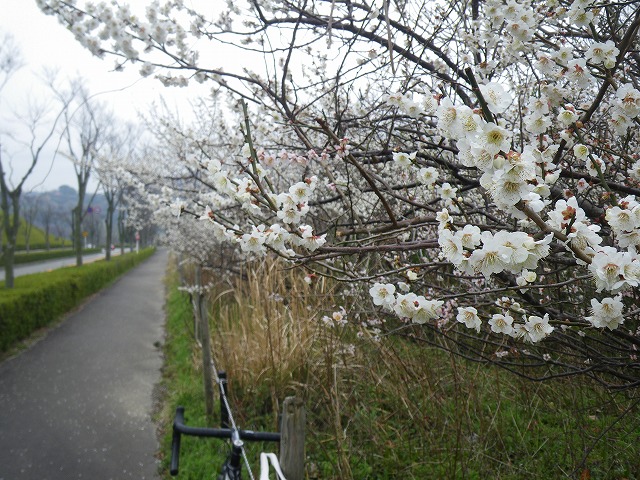 IMGP1192.jpg
